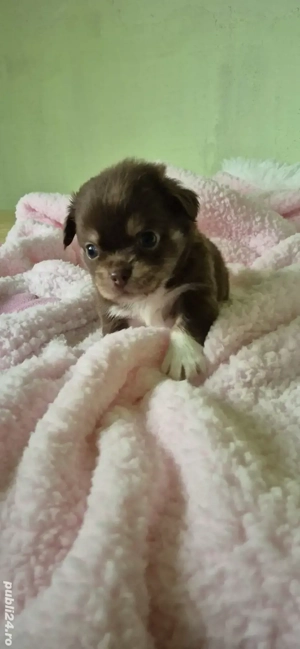 chihuahua baietel ciocolatiu cu alb