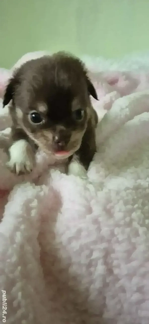 chihuahua baietel ciocolatiu cu alb - imagine 2