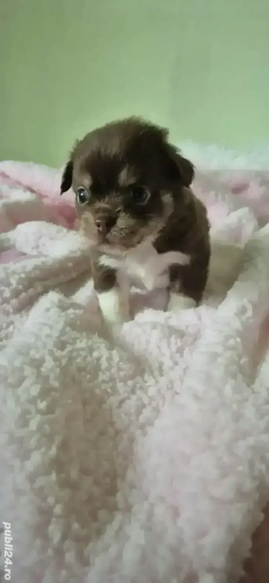 chihuahua baietel ciocolatiu cu alb - imagine 3