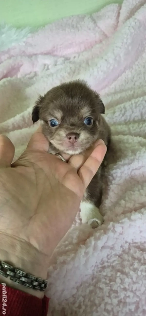 chihuahua baietel ciocolatiu cu alb - imagine 5