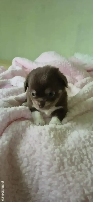 chihuahua baietel ciocolatiu cu alb - imagine 4