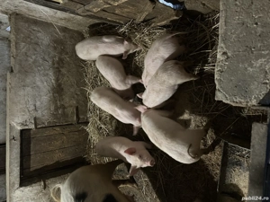 Vând purcei de 3 luni - imagine 4