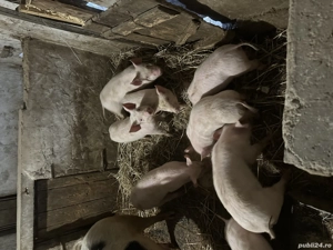 Vând purcei de 3 luni - imagine 3