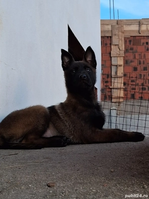 Belgian malinois,2 femele, 2 luni jumătate, vaccinate, deparazitate, carnet sănătate - imagine 3