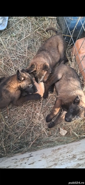 Belgian malinois,2 femele, 2 luni jumătate, vaccinate, deparazitate, carnet sănătate - imagine 4