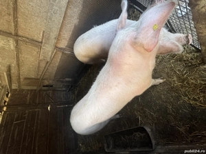 Porci de vânzare în județul Bihor, Forau (lângă Beiuș) - imagine 5
