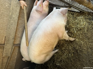 Porci de vânzare în județul Bihor, Forau (lângă Beiuș) - imagine 4