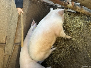 Porci de vânzare în județul Bihor, Forau (lângă Beiuș) - imagine 2