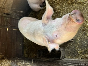 Porci de vânzare în județul Bihor, Forau (lângă Beiuș) - imagine 3