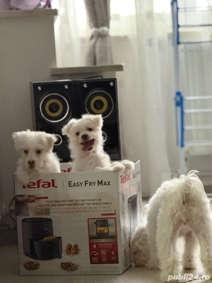  Atenție  Risc major de îndrăgostire la prima vedere    Puiuții mei isi cauta  o familie iubitoare 