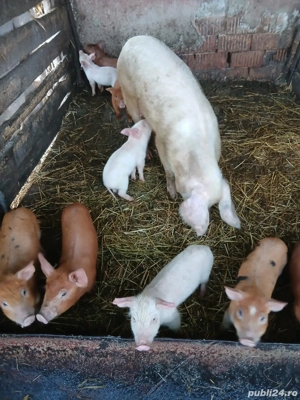 De Vânzare 10 purcei de 7 săptămâni  - imagine 3