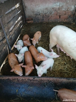 De Vânzare 10 purcei de 7 săptămâni 