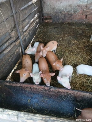 De Vânzare 10 purcei de 7 săptămâni  - imagine 2