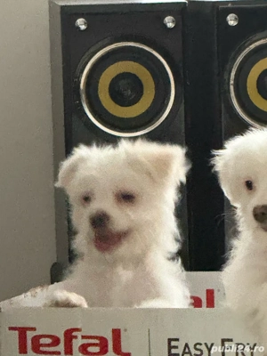  Atenție  Risc major de îndrăgostire la prima vedere    Puiuții mei isi cauta  o familie iubitoare  - imagine 3