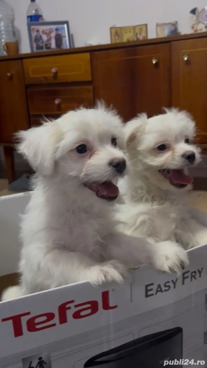  Atenție  Risc major de îndrăgostire la prima vedere    Puiuții mei isi cauta  o familie iubitoare  - imagine 4