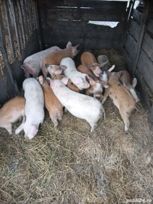 De Vânzare soldani 25 30 kg unul  - imagine 3