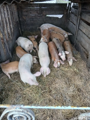 De Vânzare soldani 25 30 kg unul  - imagine 2