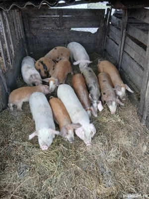 De Vânzare soldani 25 30 kg unul  - imagine 4