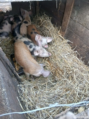 De Vânzare 6 purcei castrați vacinați mânca orice bobe făină etc preț 300 lei bucata  - imagine 3