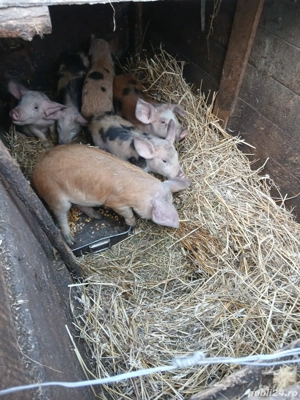 De Vânzare 6 purcei castrați vacinați mânca orice bobe făină etc preț 300 lei bucata  - imagine 2