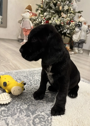 Pui cocker spaniel englez - imagine 2