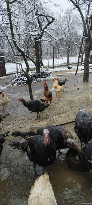 Vând curci și curcani - imagine 2