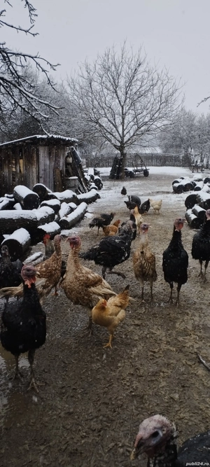 Vând curci și curcani - imagine 3