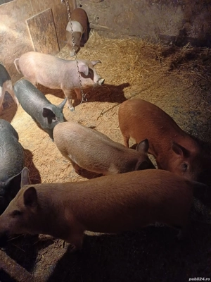 ofer spre vânzare  - imagine 4