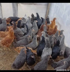 pui si curcani de vânzare 