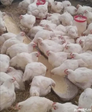 pui si curcani de vânzare  - imagine 2