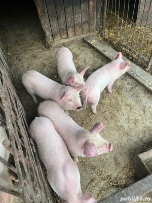 purcei de vanzare - imagine 5