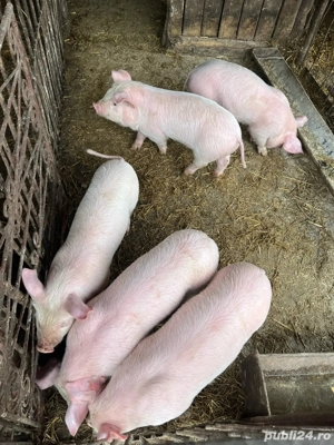 purcei de vanzare - imagine 2
