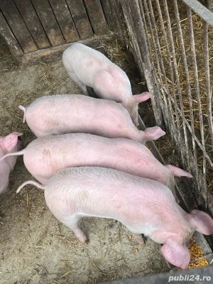 purcei de vanzare - imagine 4