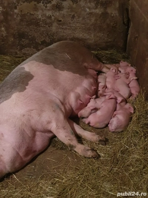 Porci de Țara! - imagine 2