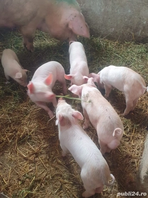 Porci de Țara! - imagine 4