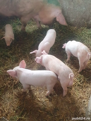 Porci de Țara! - imagine 3