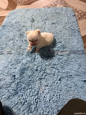 De vinzare bison maltez baietel  - imagine 3