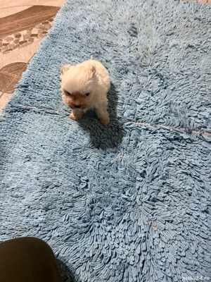 De vinzare bison mini toy