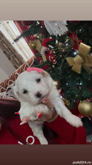 Bichon maltez femela  - imagine 4