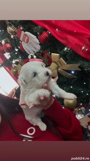 Bichon maltez femela  - imagine 3