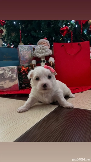 Bichon maltez femela  - imagine 2