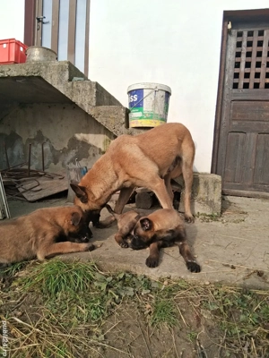 Belgian malinois,2 femele, 2 luni jumătate, vaccinate, deparazitate, carnet sănătate - imagine 2