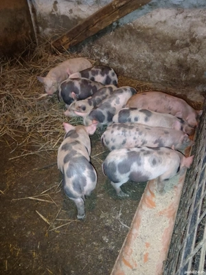 Purcei de vânzare Pietrain  - imagine 2