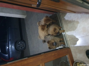 caței de vanzare  - imagine 3