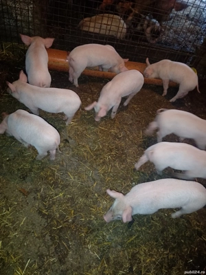 Purcei Landrace cu Pietrain  - imagine 2