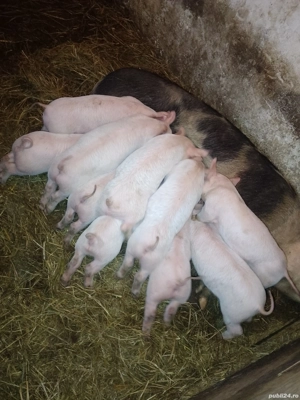 Purcei Landrace cu Pietrain 