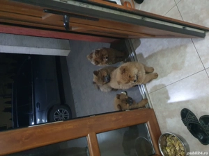 caței de vanzare  - imagine 5