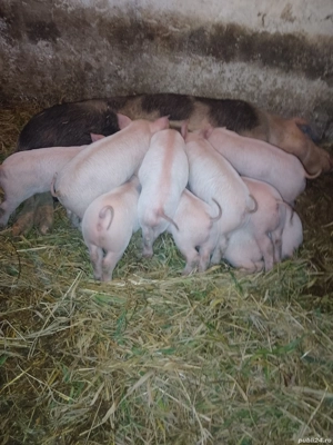 Purcei Landrace cu Pietrain  - imagine 3