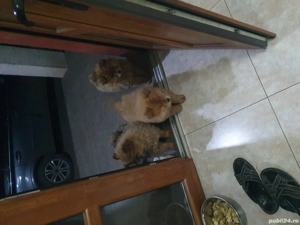 caței de vanzare  - imagine 2