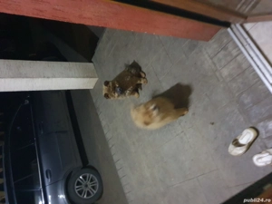 caței de vanzare  - imagine 4